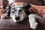 Parvovirose bei Hunden: Symptome und Behandlung
